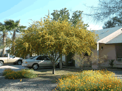 acacia farnesiana KM